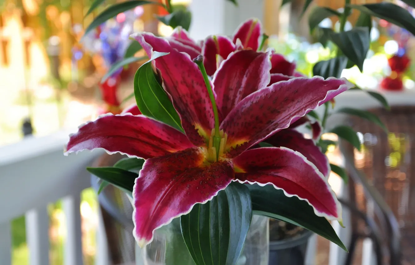 Photo wallpaper flowers, Lily, beauty, flower, beauty, lily