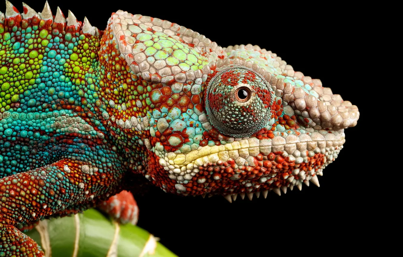 Photo wallpaper nature, chameleon, background