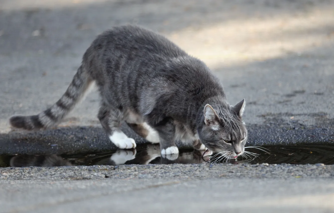 Photo wallpaper cat, water, street
