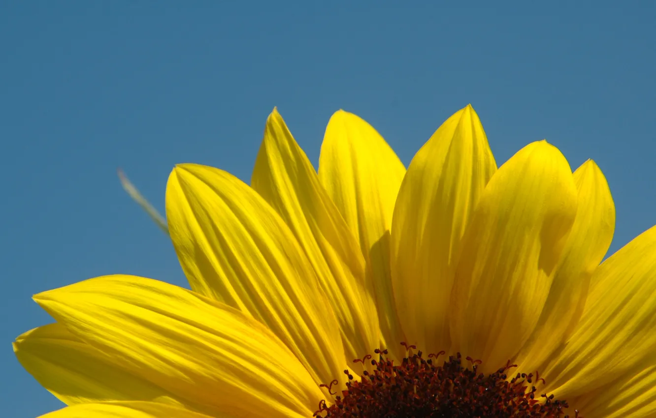 Photo wallpaper field, macro, sunflowers, flowers, nature, plant, petals