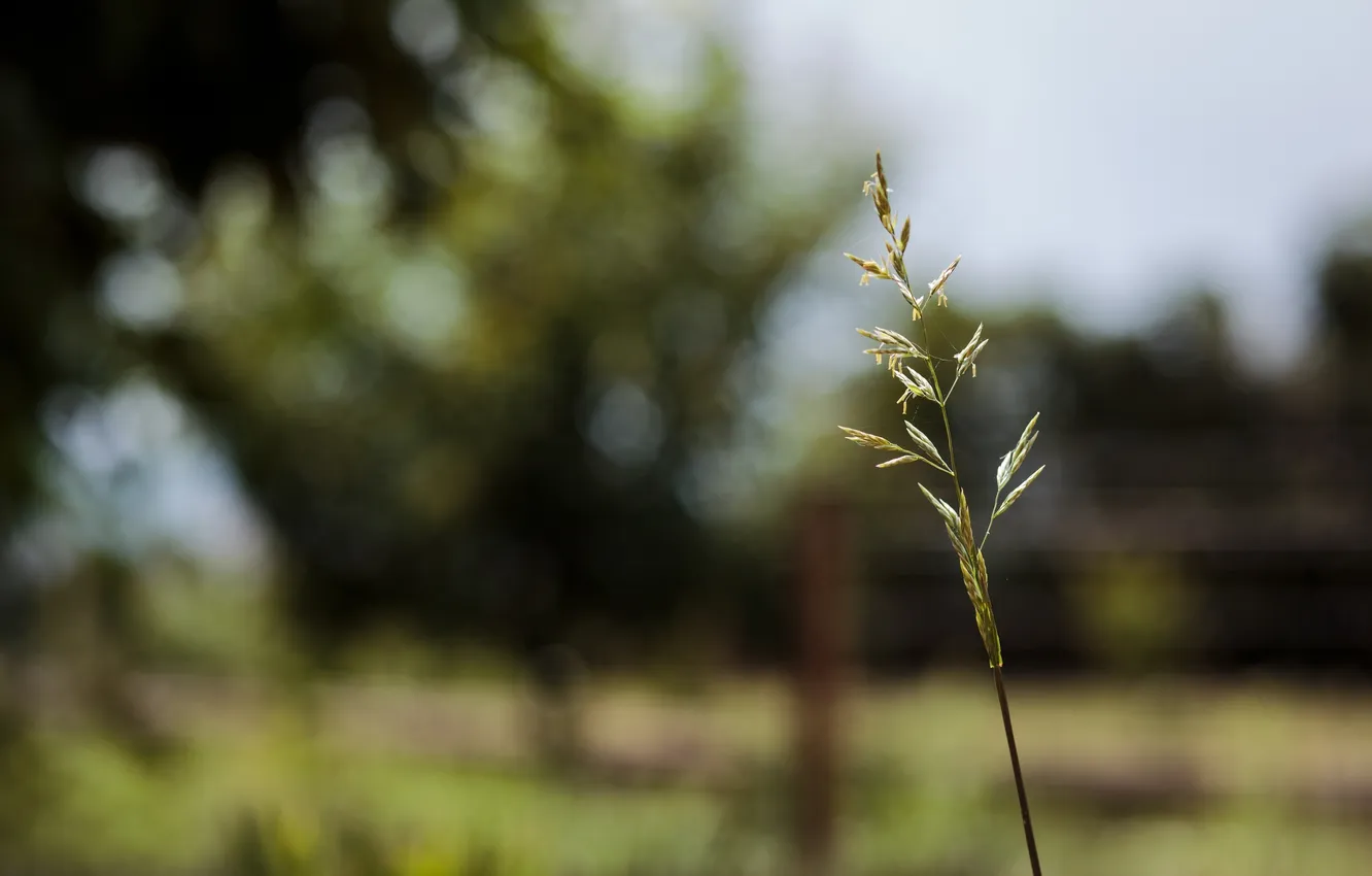 Photo wallpaper macro, spikelets, a blade of grass