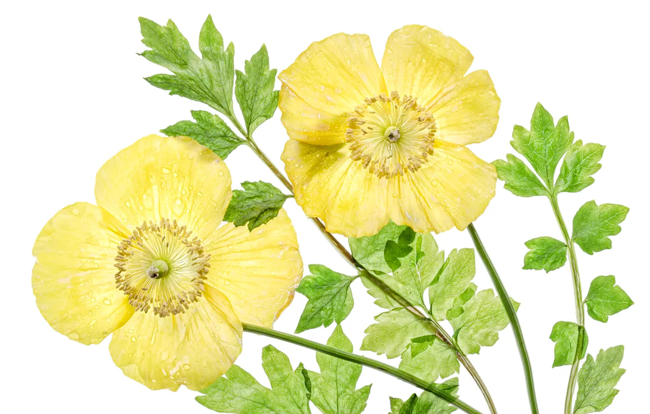 Photo wallpaper leaves, plant, petals, Welsh poppy