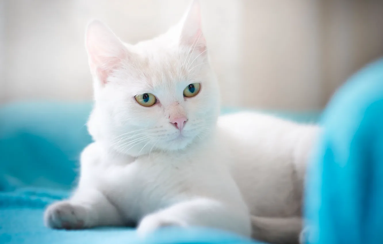 Photo wallpaper cat, look, beauty, white cat