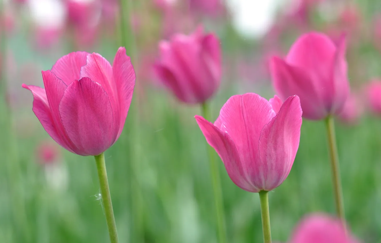 Photo wallpaper flowers, tulips, pink