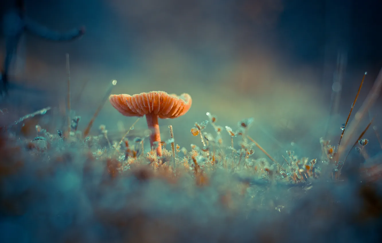 Photo wallpaper grass, Rosa, mushrooms, moss, fungus, Antonio Coelho