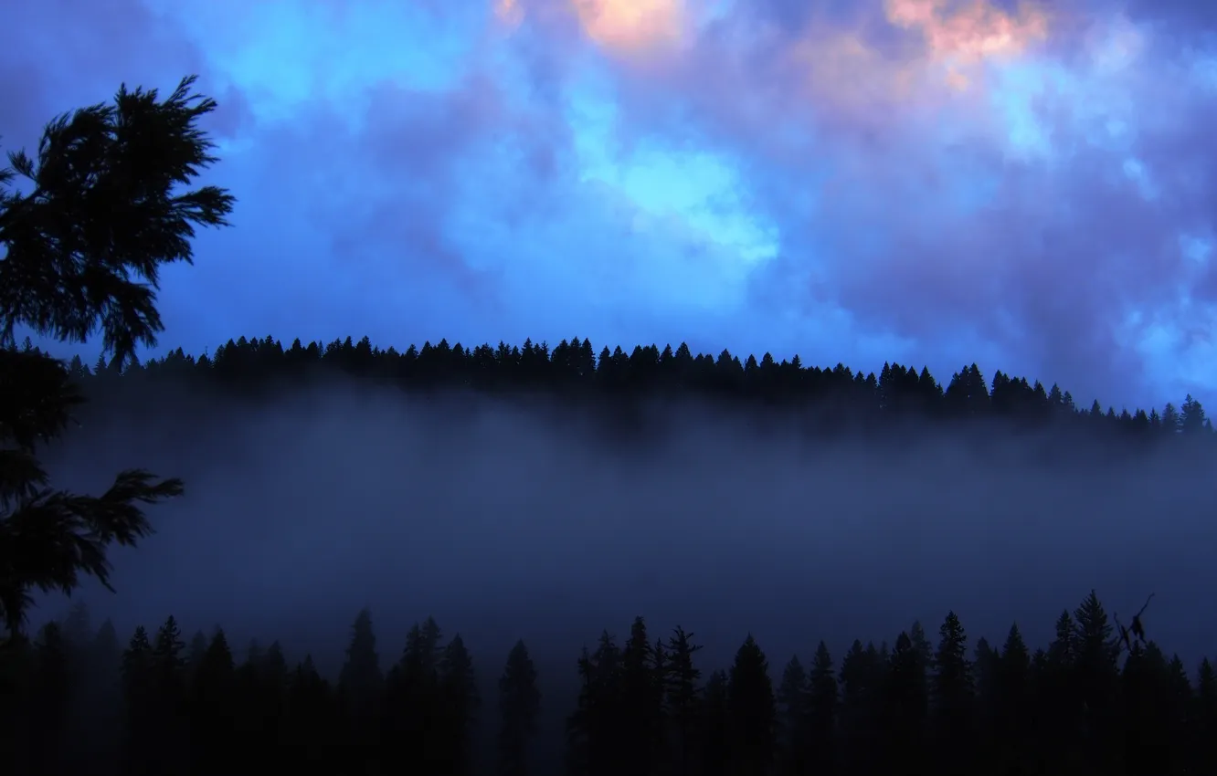 Photo wallpaper forest, the sky, clouds, landscape, nature, fog, horizon, forest