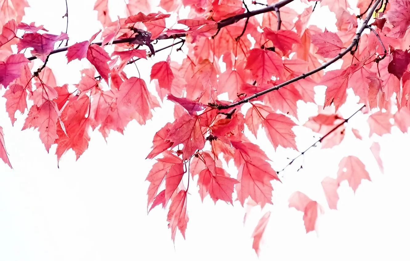 Photo wallpaper autumn, leaves, branches