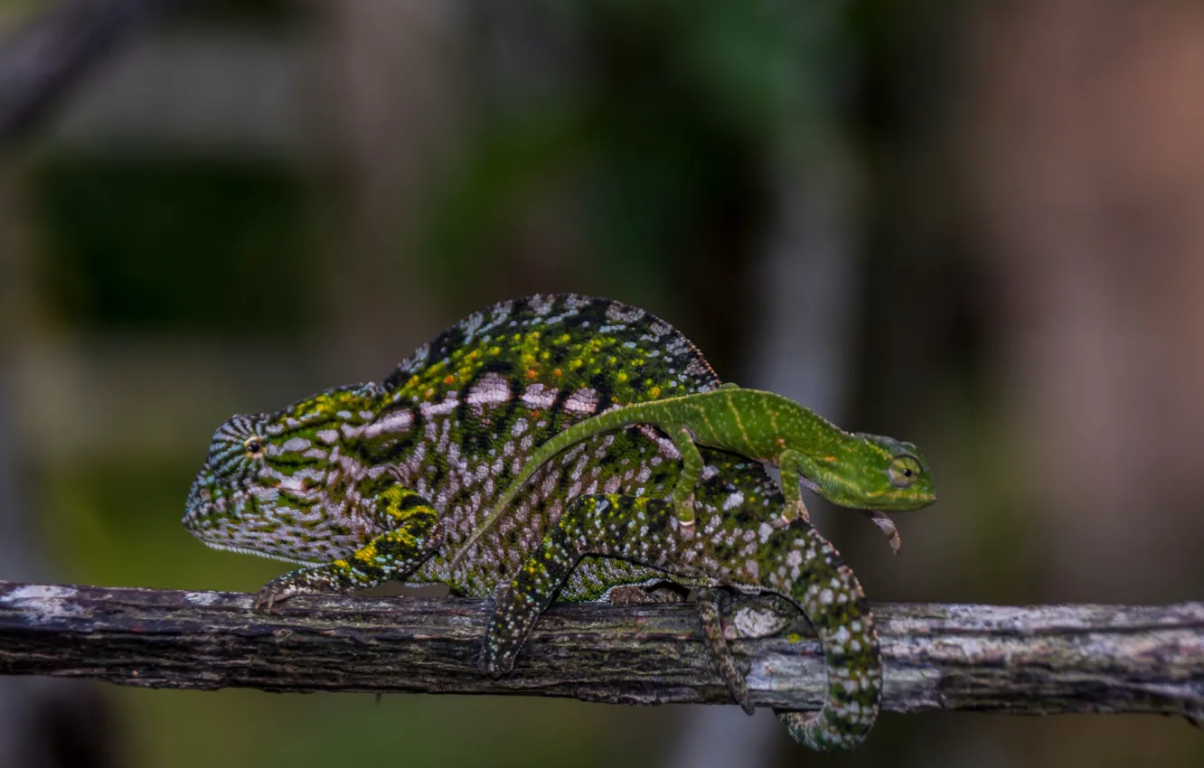 Photo wallpaper chameleon, lizard, Madagascar, PERINA