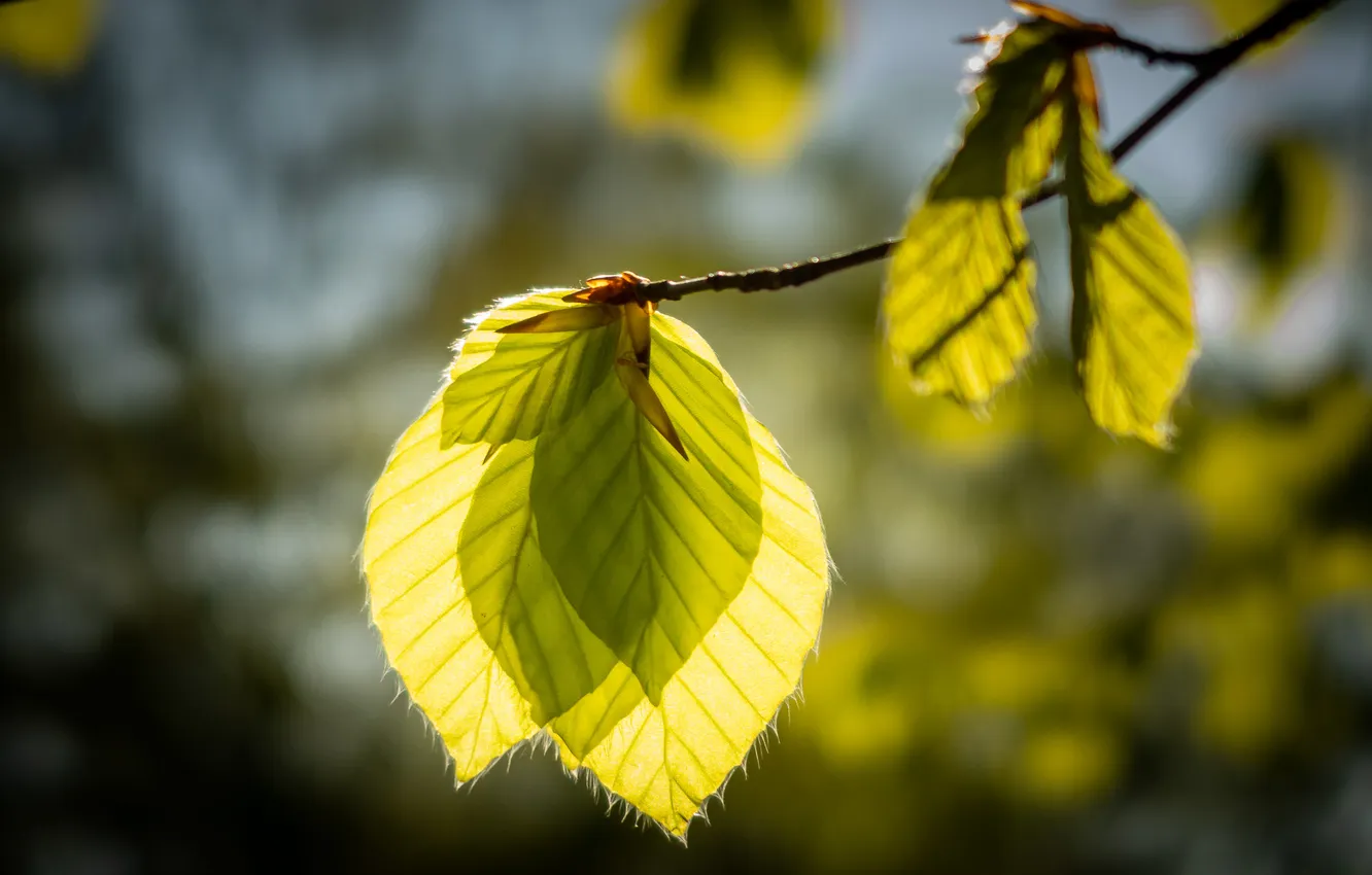 Photo wallpaper leaves, macro, branches, spring
