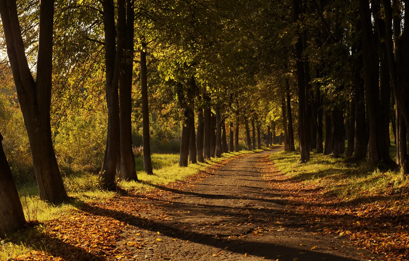 Photo wallpaper road, autumn, leaves
