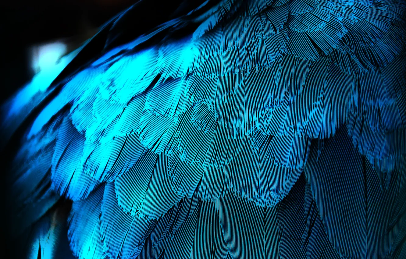Photo wallpaper macro, pen, feathers, wing, blue