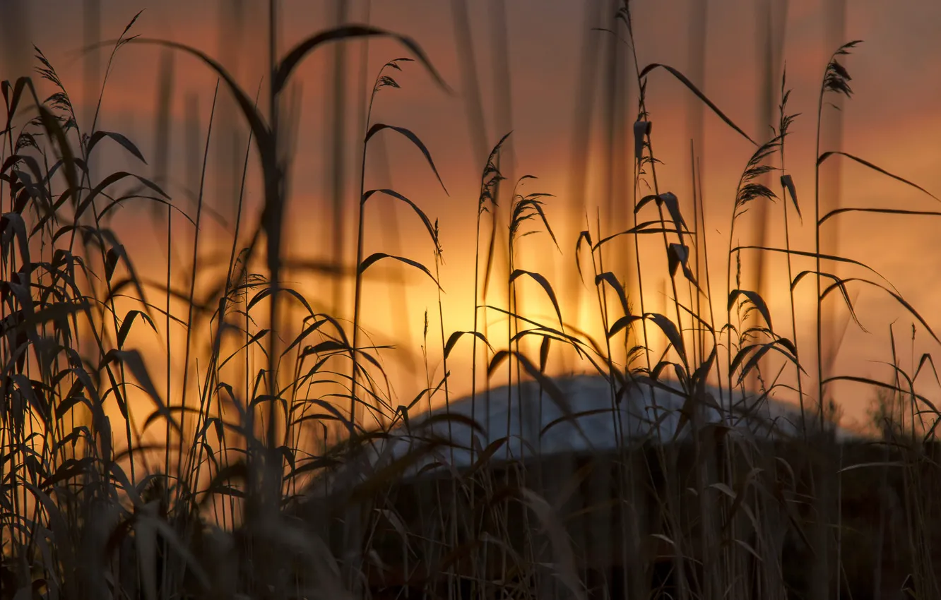 Photo wallpaper roof, field, the sky, grass, light, sunset, nature, glade