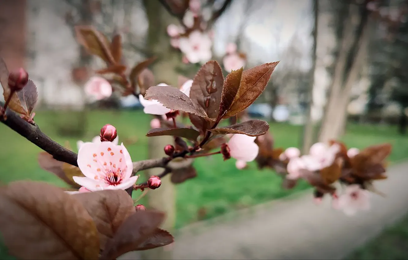 Photo wallpaper flowers, nature, background, spring, nature, flowers, kitaika, background