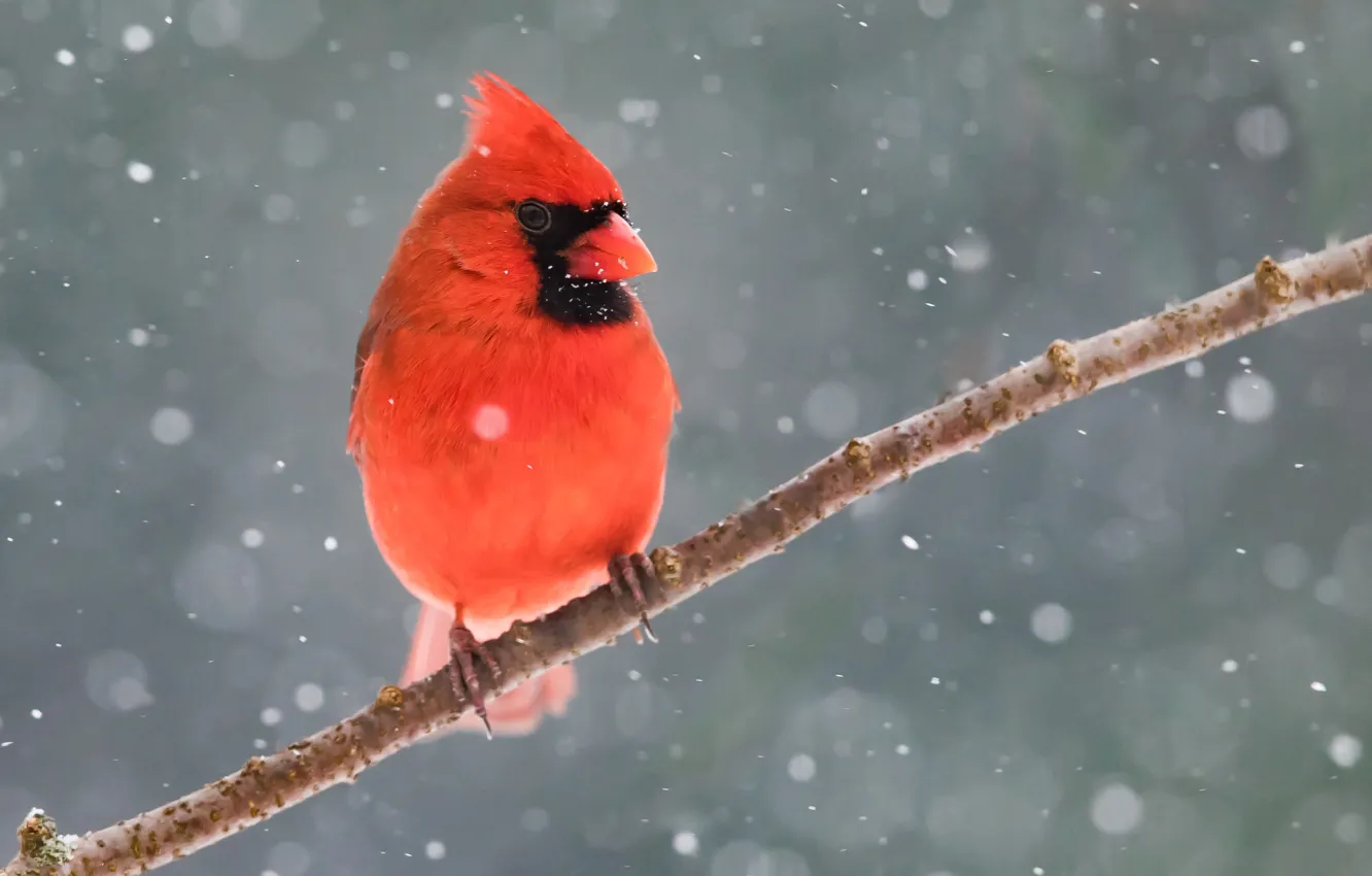 Photo wallpaper winter, snow, bird, branch, red cardinal
