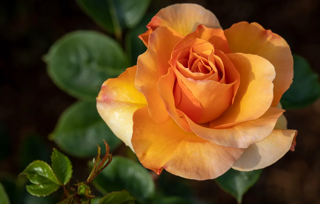 Photo wallpaper flowers, orange, the dark background, roses