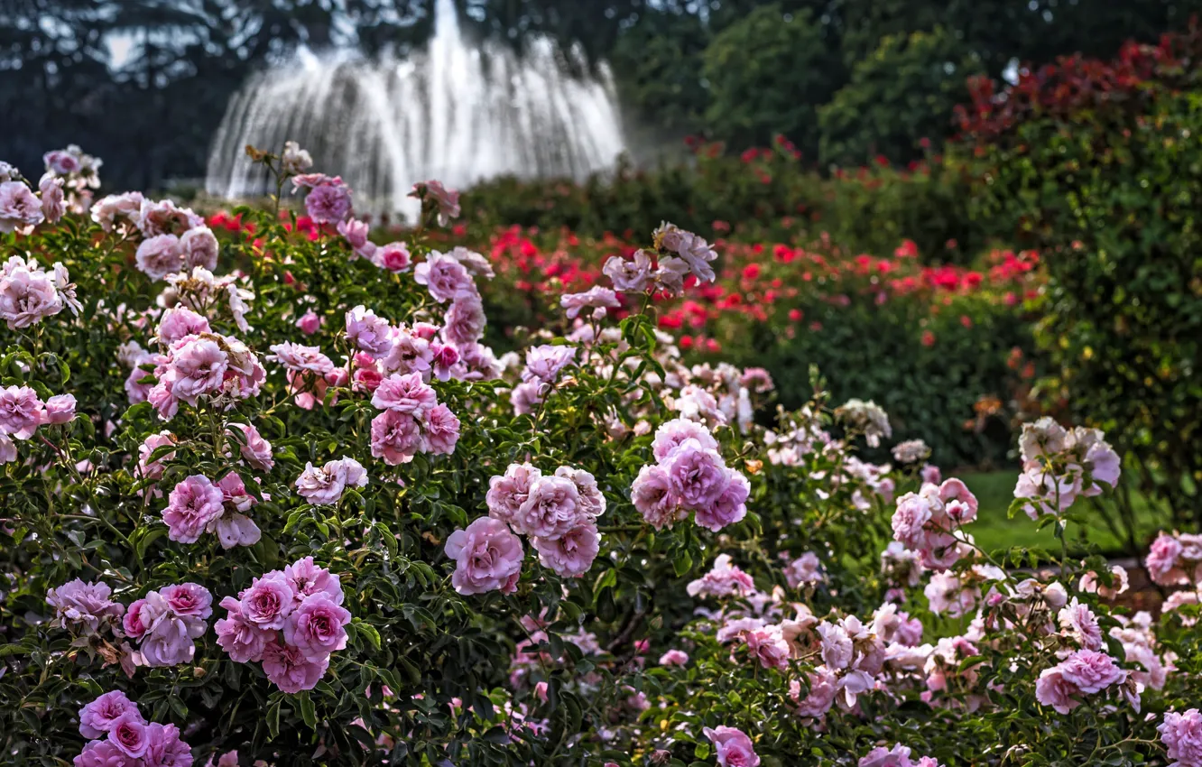 Photo wallpaper Park, garden, fountain