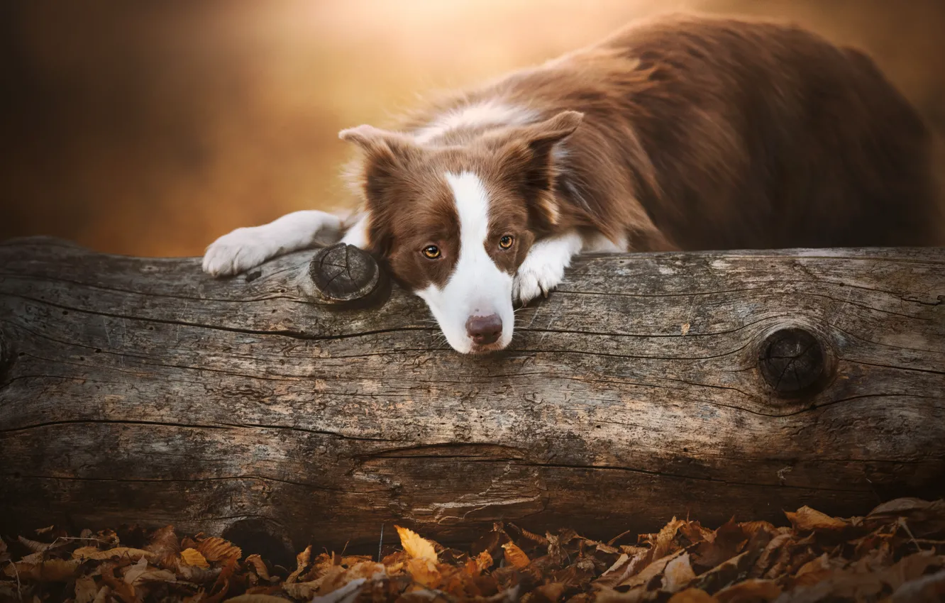 Photo wallpaper sadness, autumn, look, face, trees, nature, pose, foliage