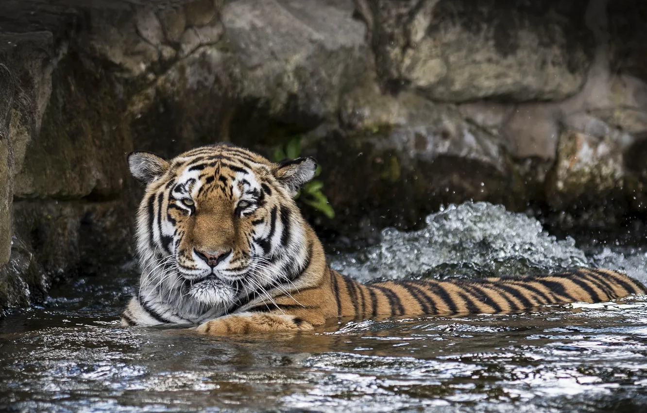 Photo wallpaper face, tiger, predator, bathing, wild cat, zoo, pond