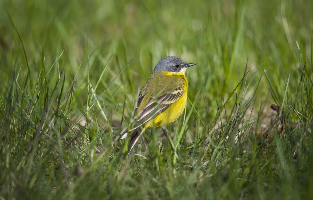 Photo wallpaper grass, bird, Wagtail