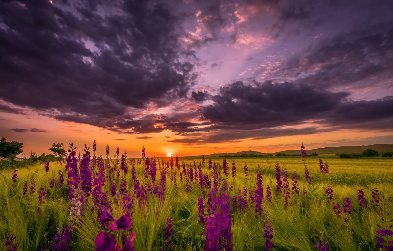 Photo wallpaper field, summer, the sky, the sun, sunset, flowers, the evening
