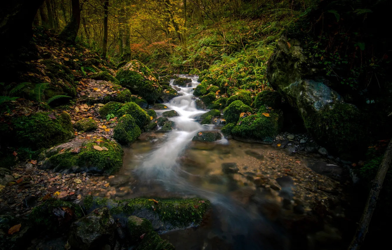 Photo wallpaper autumn, forest, stream, stones, moss, river, Spain, Spain