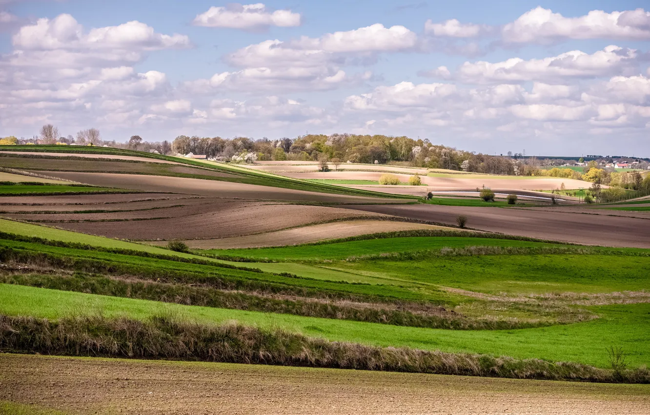 Photo wallpaper field, trees, spring, Poland, the village near Cracow