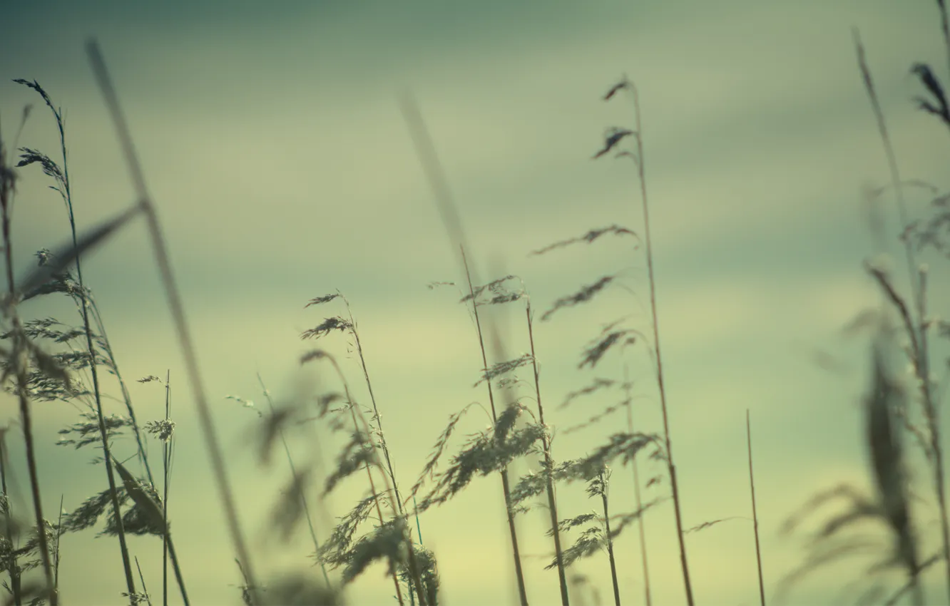 Photo wallpaper cold, grass, the wind, plant, stem