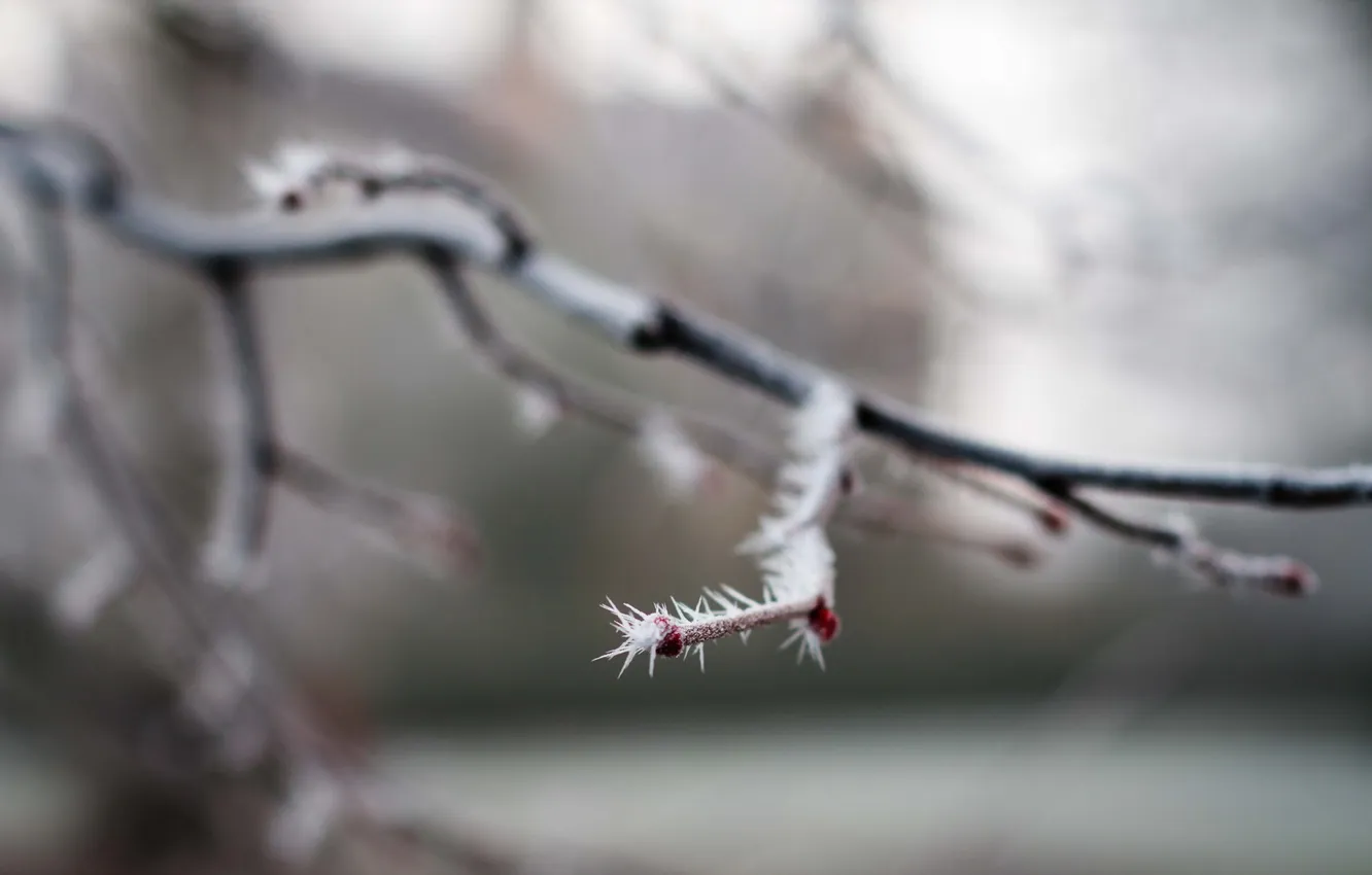 Photo wallpaper frost, macro, branches