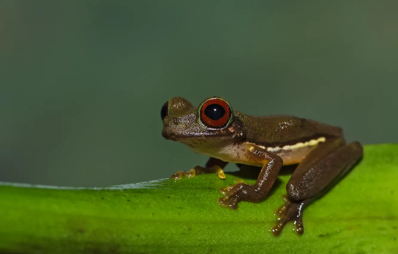 Photo wallpaper frog, stream, bellied