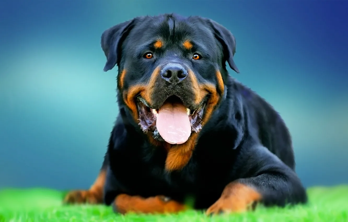 Photo wallpaper face, each, dog, Rottweiler