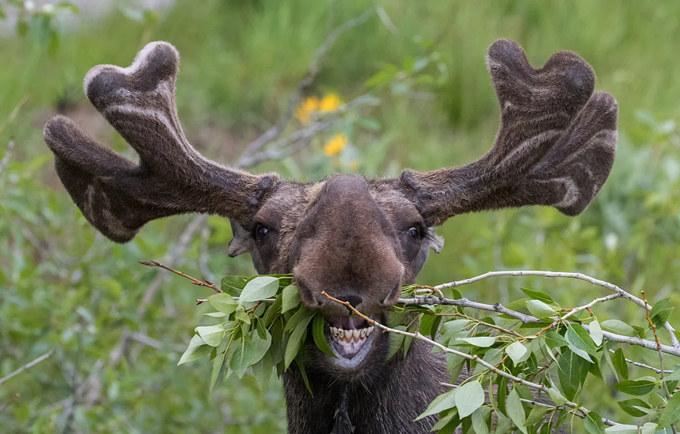 Photo wallpaper Wallpaper, animal, moose, Deer, ..Funny