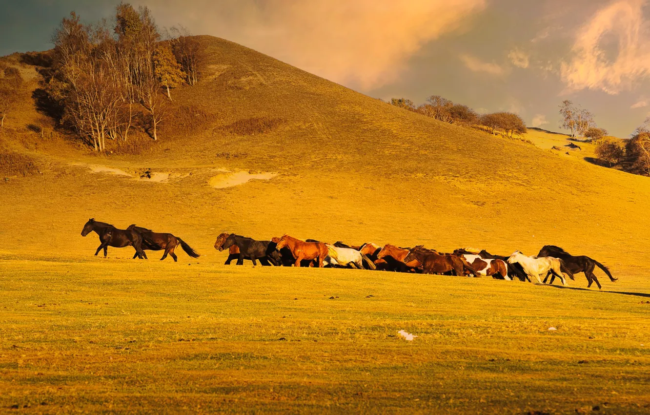 Photo wallpaper field, autumn, clouds, light, trees, mountains, horse, hills