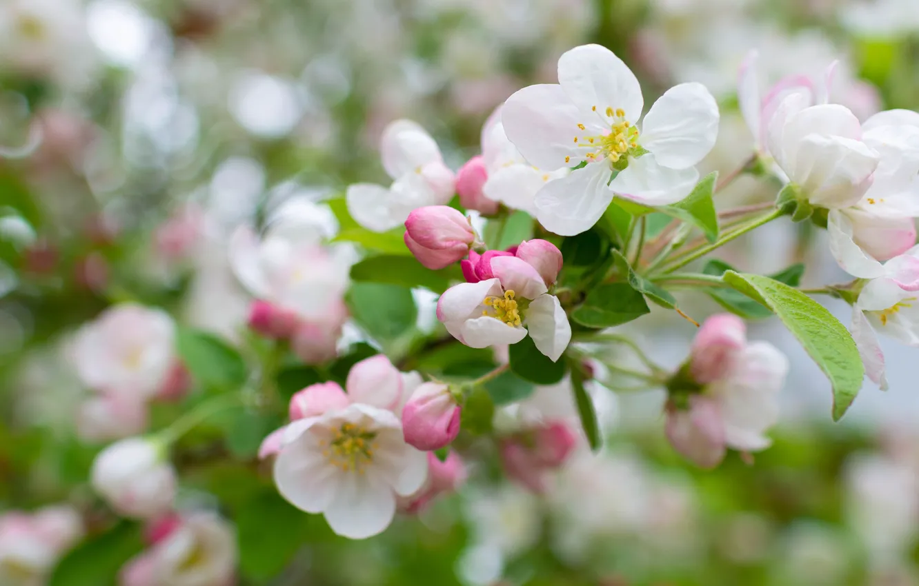Photo wallpaper flowers, branches, spring, Apple, flowering, Apple blossoms