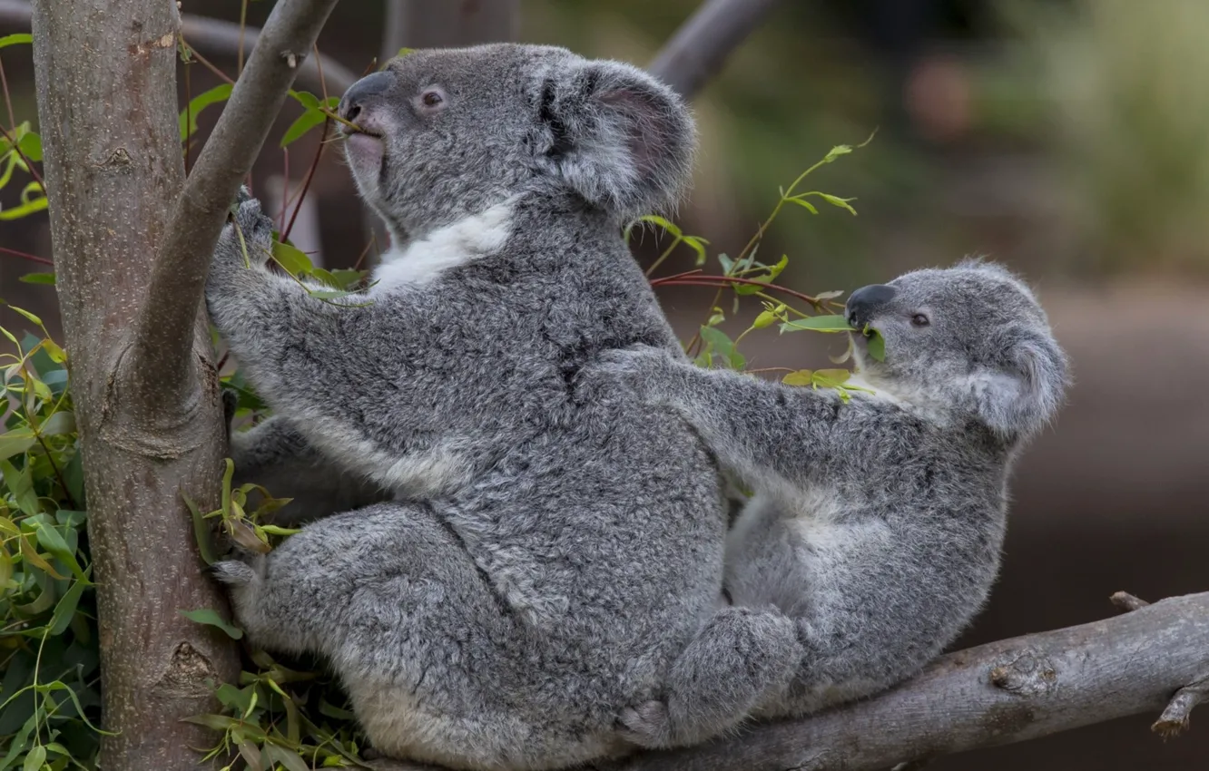 Photo wallpaper forest, tree, Australia, Koala, herbivores, marsupials