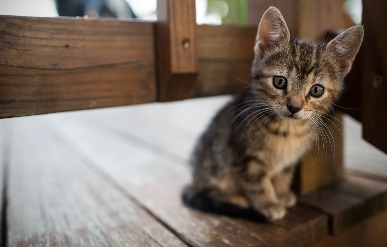 Photo wallpaper cat, look, pose, baby, kitty