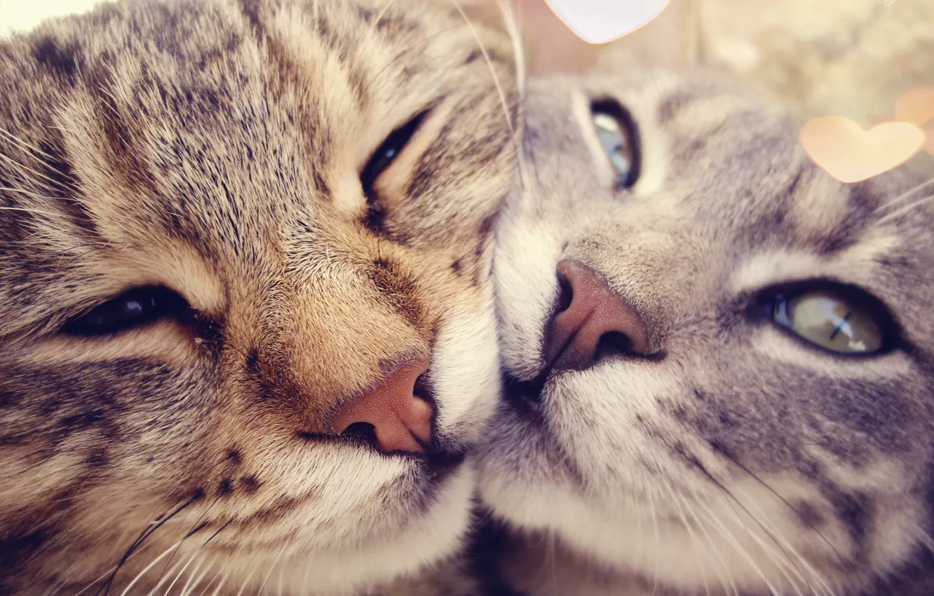 Photo wallpaper love, tenderness, Cats, affection