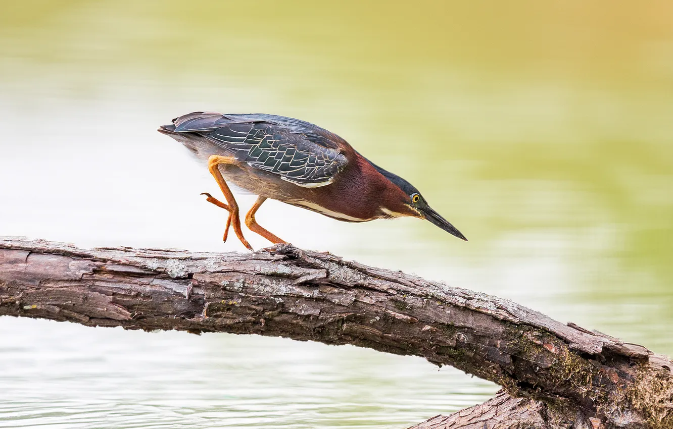 Photo wallpaper bird, bokeh, the trunk of the tree, The Green croaker, herons, Leonid Dyachenko