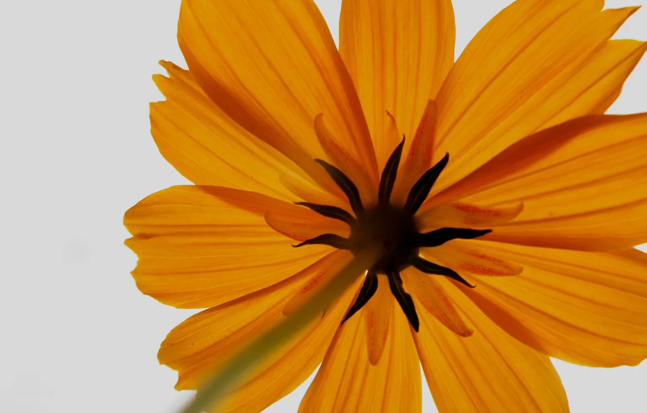 Photo wallpaper flowers, petals, kosmeya