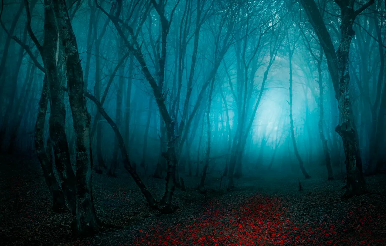 Photo wallpaper forest, leaves, trees