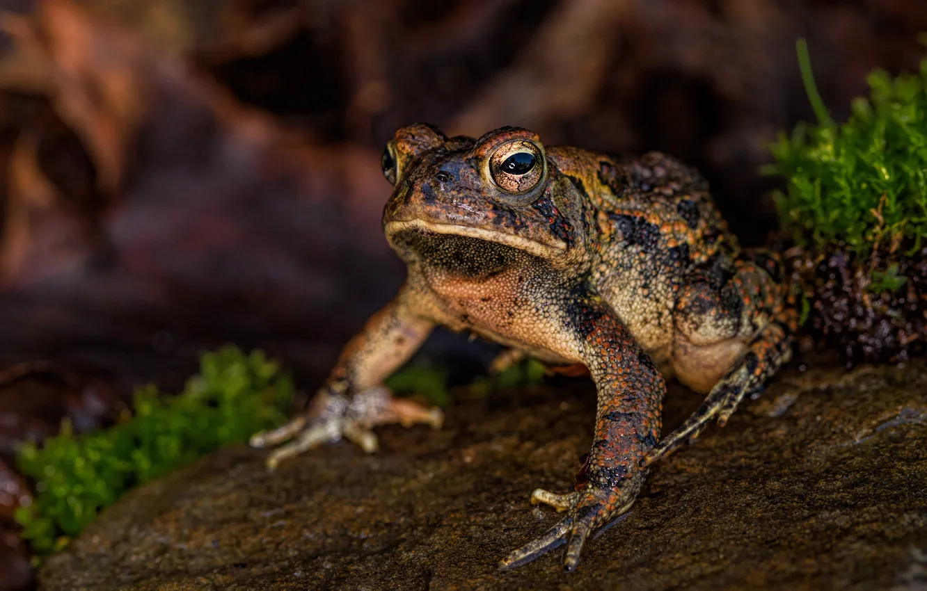 Photo wallpaper look, the dark background, frog, bokeh, spotted