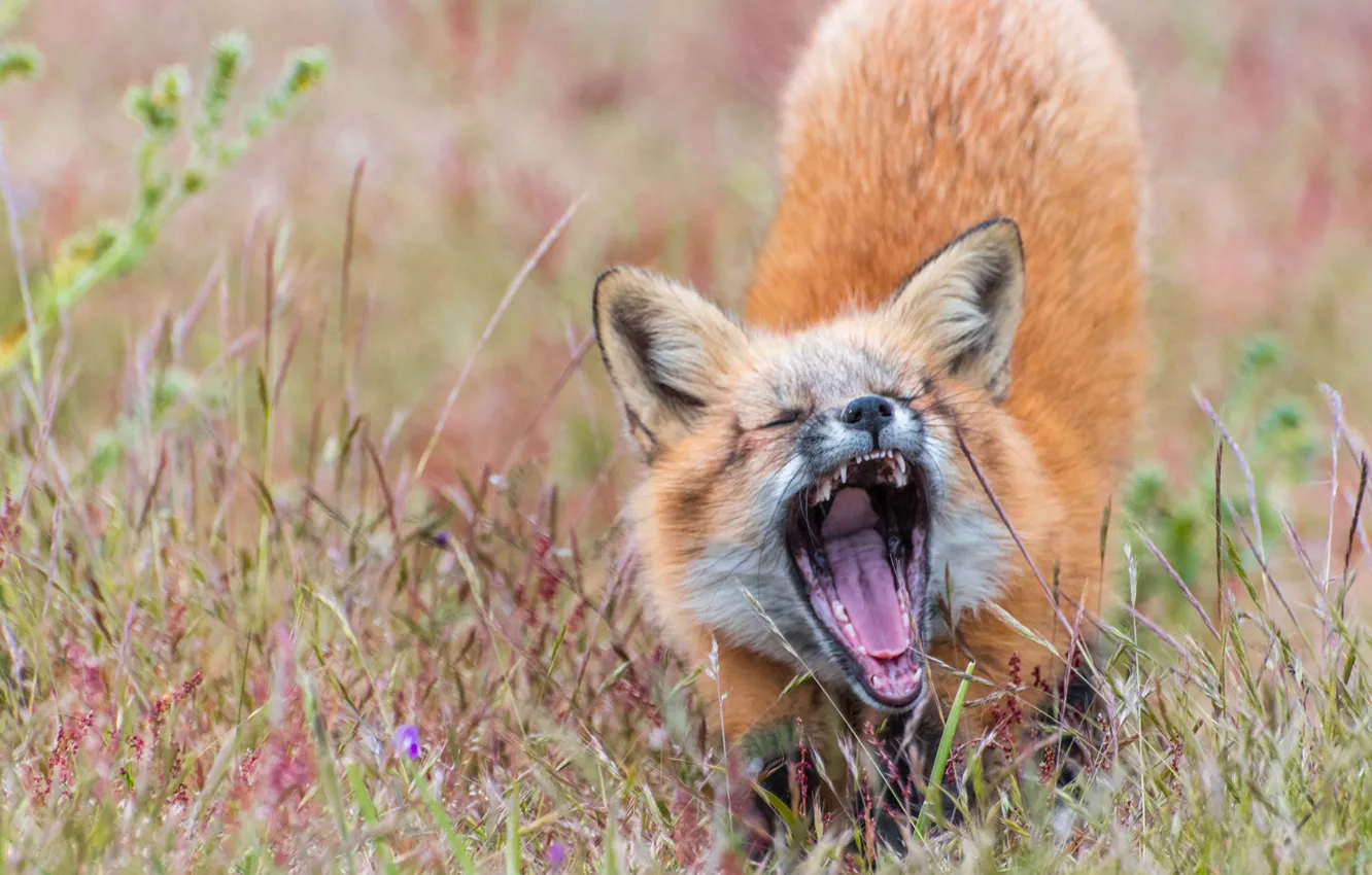 Photo wallpaper grass, Fox, red, yawns