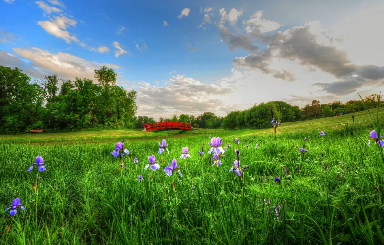 Photo wallpaper the sky, clouds, flowers, bench, meadow, picnic, the bridge
