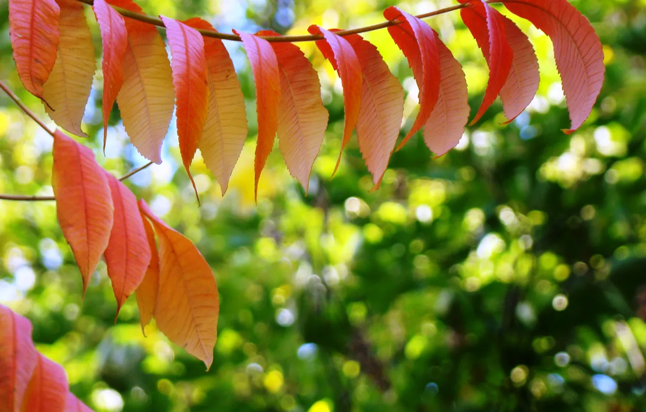 Photo wallpaper autumn, leaves, bright colors