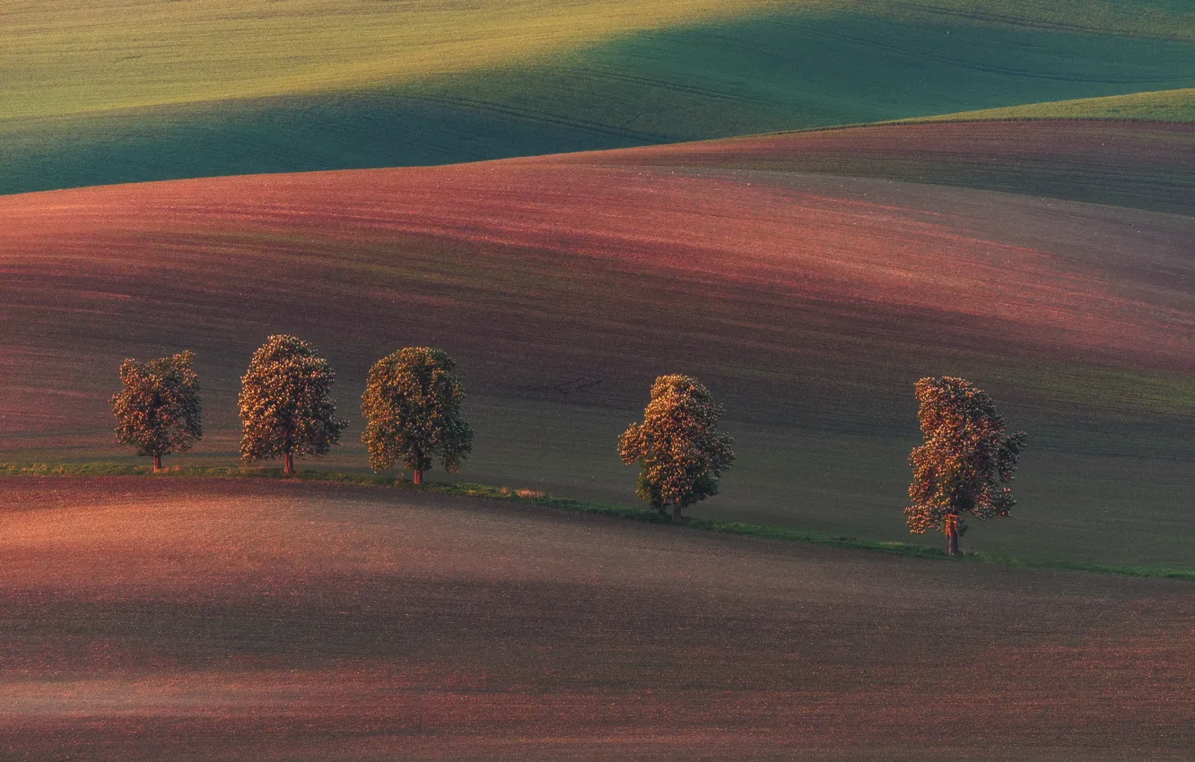 Photo wallpaper field, light, trees, nature
