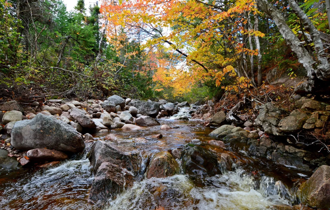 Photo wallpaper forest, river, the flow of water