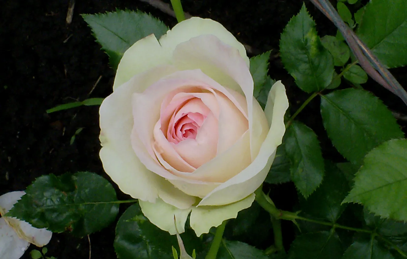 Photo wallpaper flower, pink, Rose