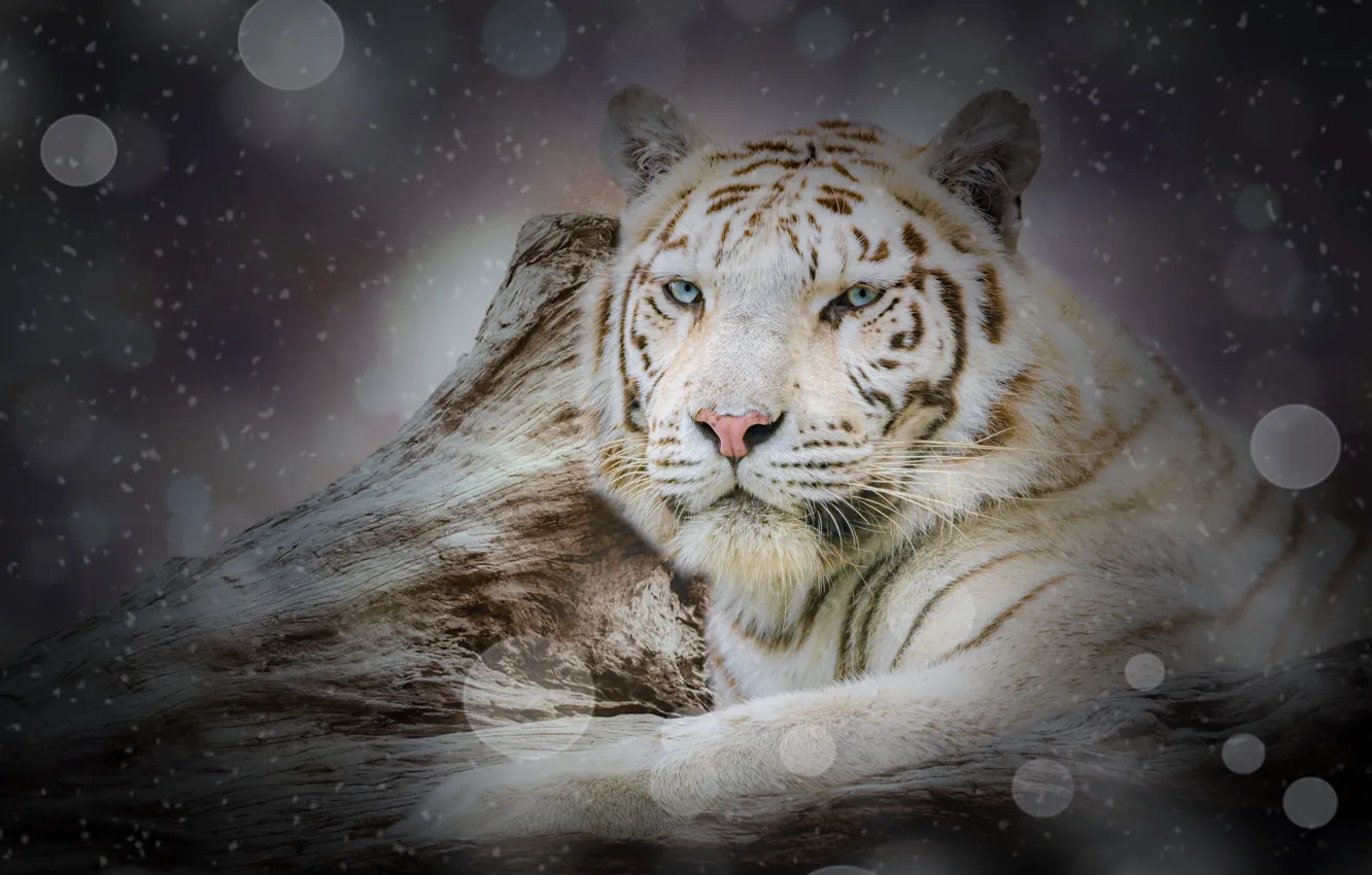 Photo wallpaper winter, white, look, face, snow, tiger, rendering, background