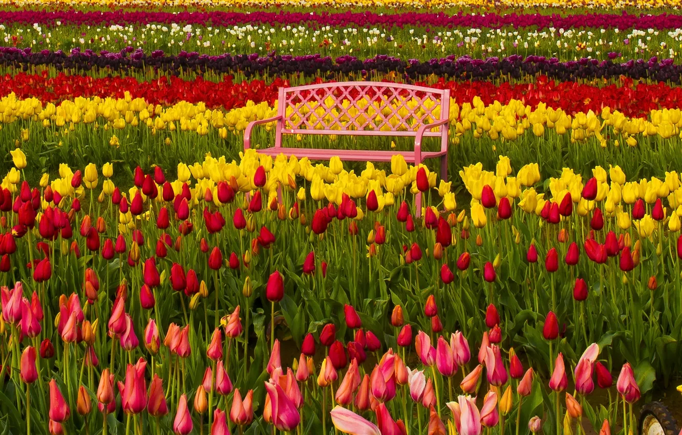 Photo wallpaper bench, Oregon, tulips, buds, colorful, Oregon, the Tulip festival, Woodburn