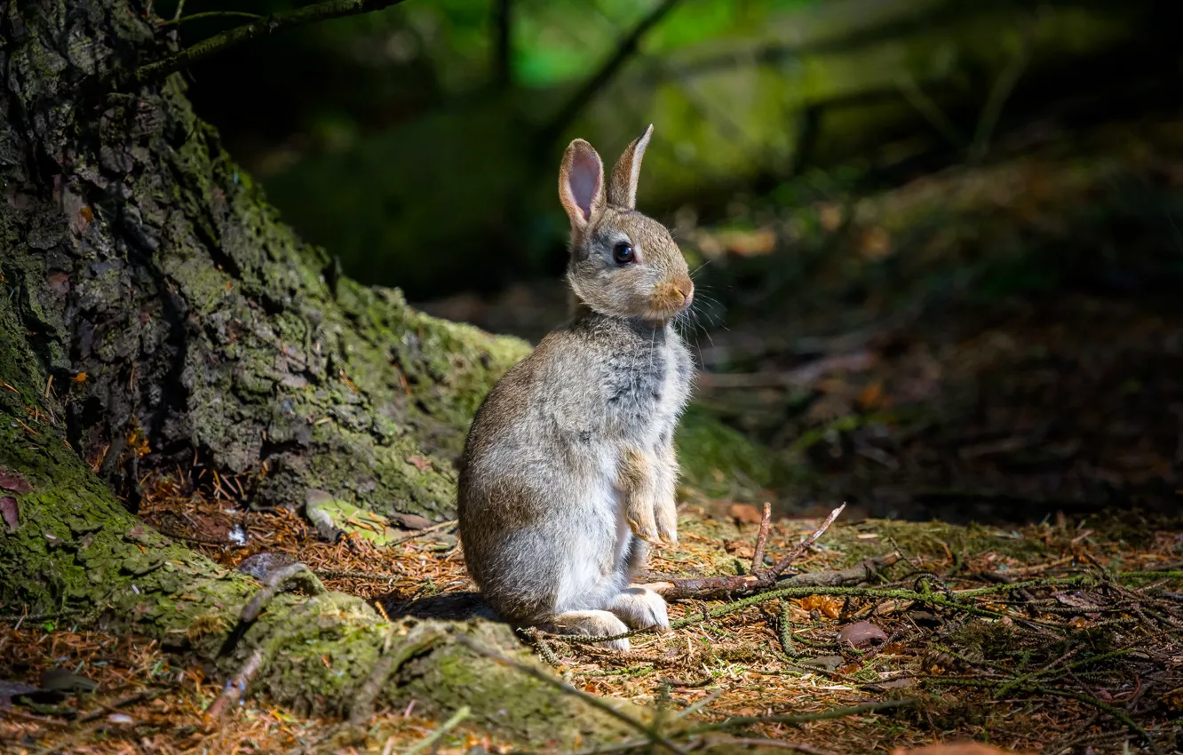 Photo wallpaper forest, glade, hare