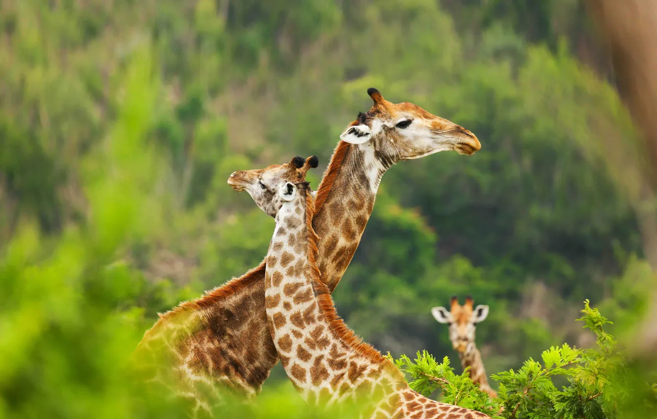 Photo wallpaper look, branches, nature, pose, hills, vegetation, giraffe, cub